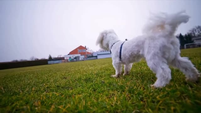 Teach the dog to command the handshake. part 2