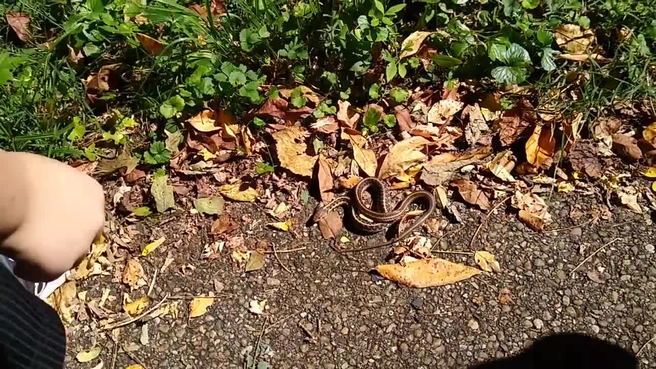 Playing with a Snake