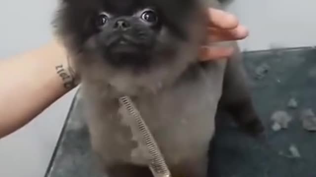 Dog dances to the DuckTales theme while being groomed