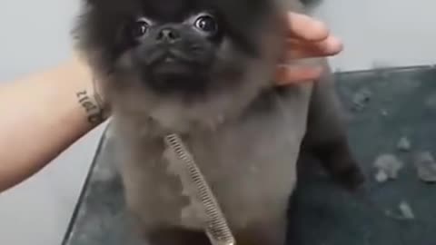 Dog dances to the DuckTales theme while being groomed