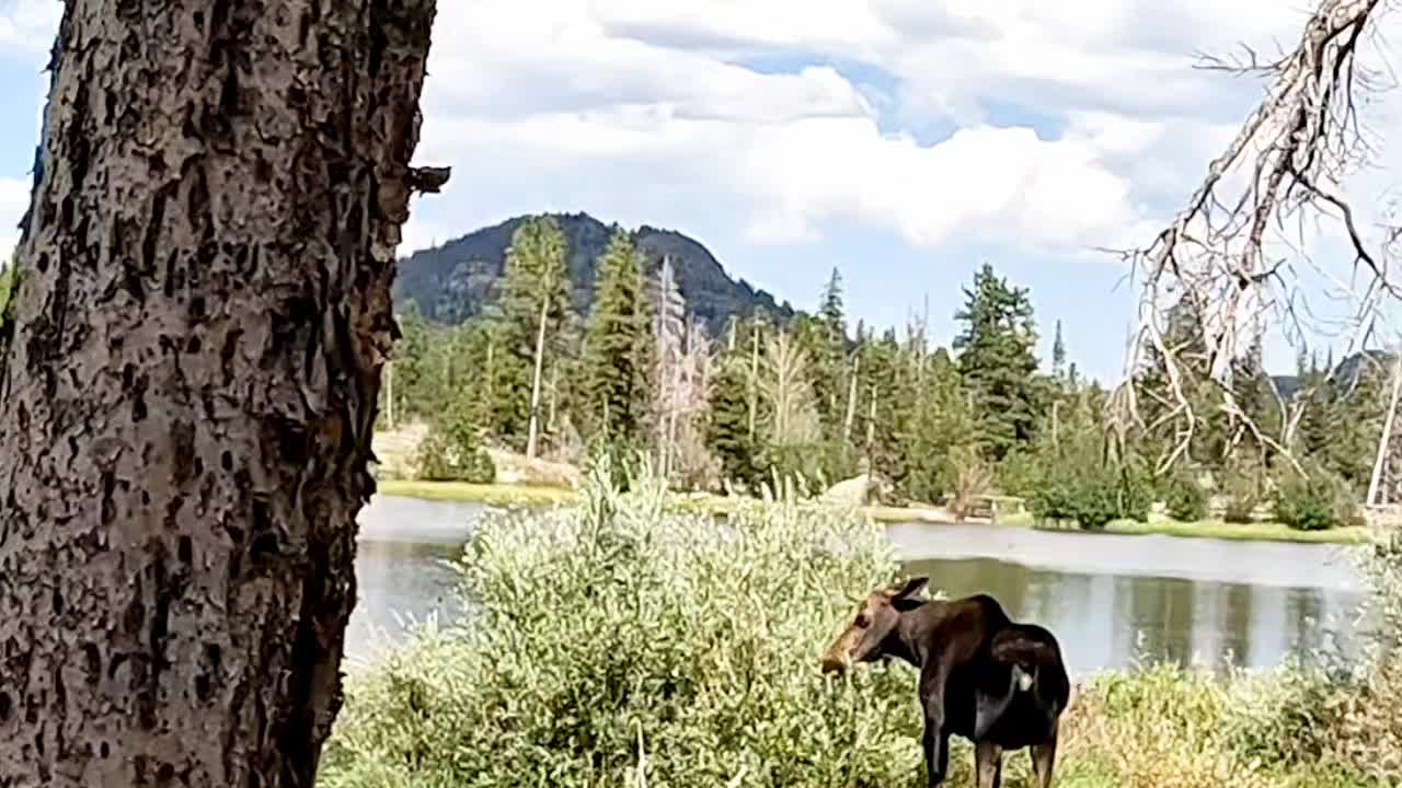 Moose Sighting At Sprague Lake