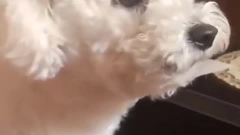 Cute Puppy Playing with Owner