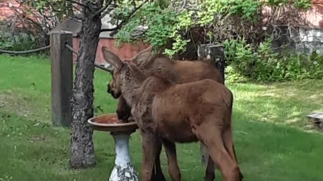 Moose Babies Break Birdbath