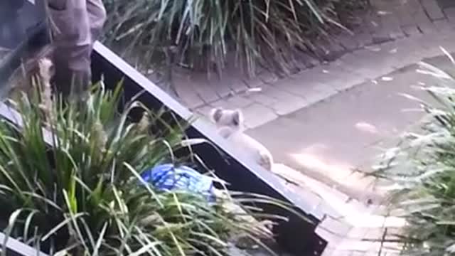 Angry Koala Chases Zoo Keeper And Then Fights With A Quokka