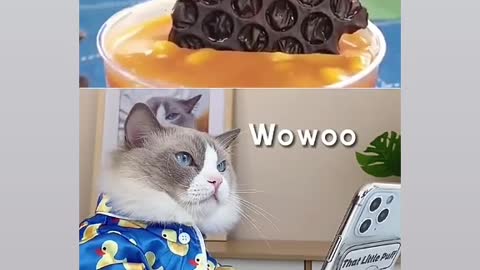 Chocolate Cat