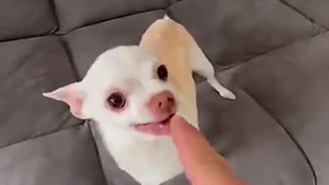 Dog in happy mood