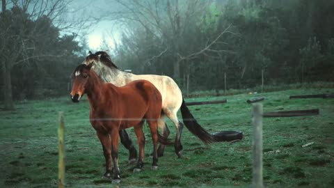 Horse and meri doing romans