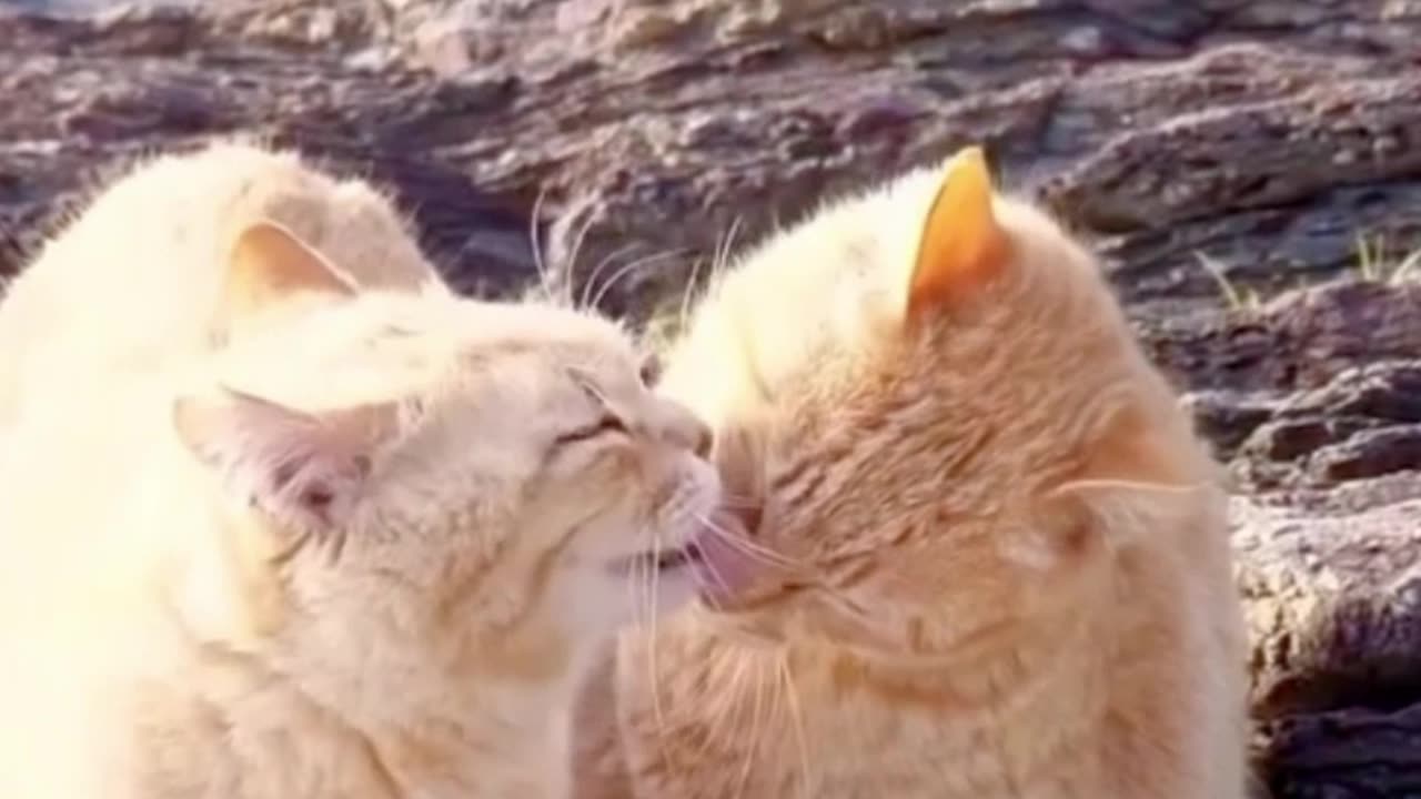 Cat video funny video