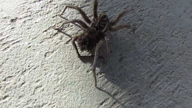 Mamma Wolf Spider and Her Babies