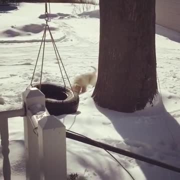 Adorable Golden Retriever Puppy Playing In Snow