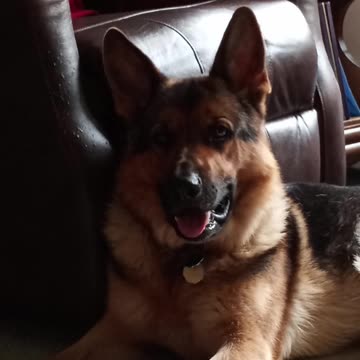 Handsome german shepherd!