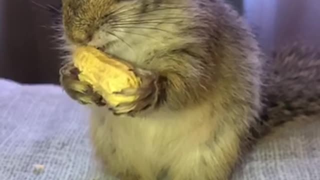 Squirrel snacks on peanut in epic slow motion