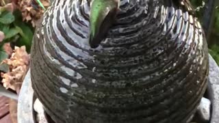 Hummingbirds Bathe on Bubbler Ball