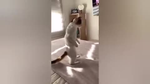 1 HOUR FUNNY CATS COMPILATION 2022😂| Super FUNNIEST Cats Videos In 2022 😂