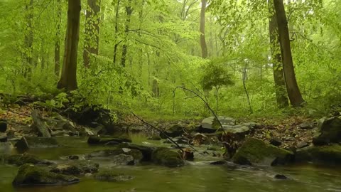 Creek in the woods