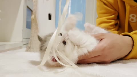 Cutest Munchkin Kitten playing!