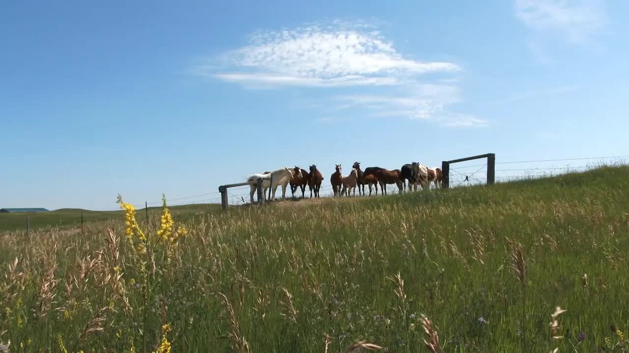 Hillside Meadow Horses Enjoying The Scenery