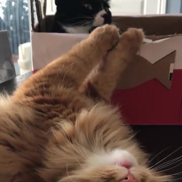 Grey Cat Lying On Bed do