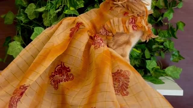 Kittens Cute Cats Pets Animals! Cats Makap Dance💃 Video