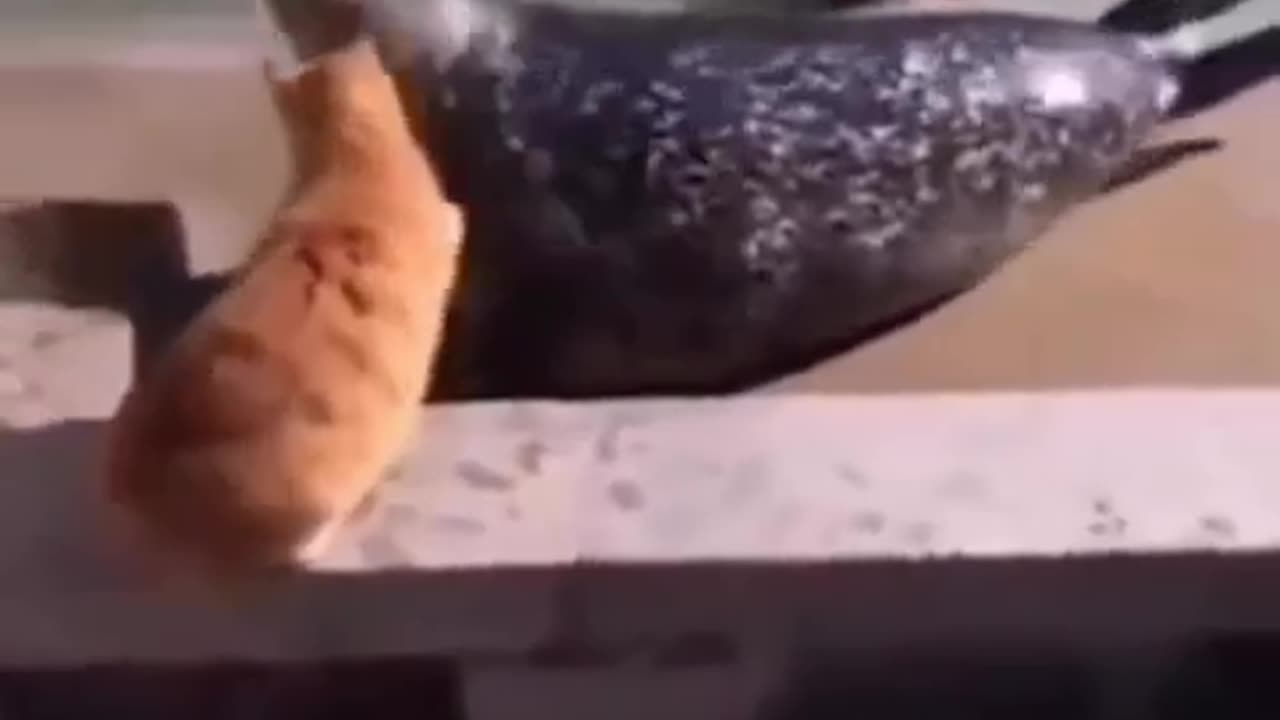 Cat funny Video