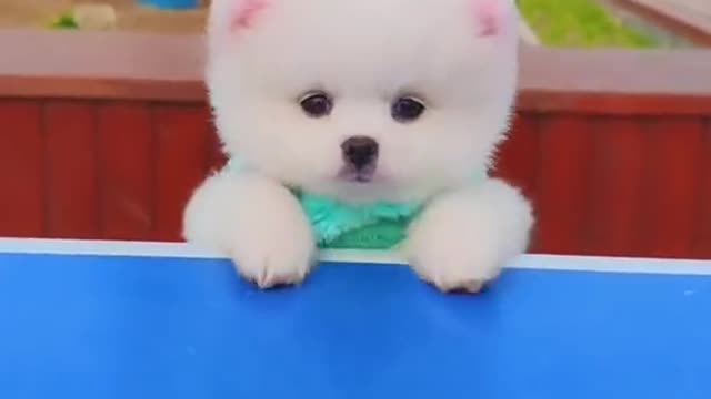 Funny and Cute Dogs Videos