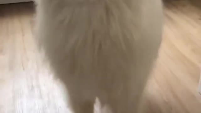 ABOREABLE DOG HOWLING AT HIS OWNER