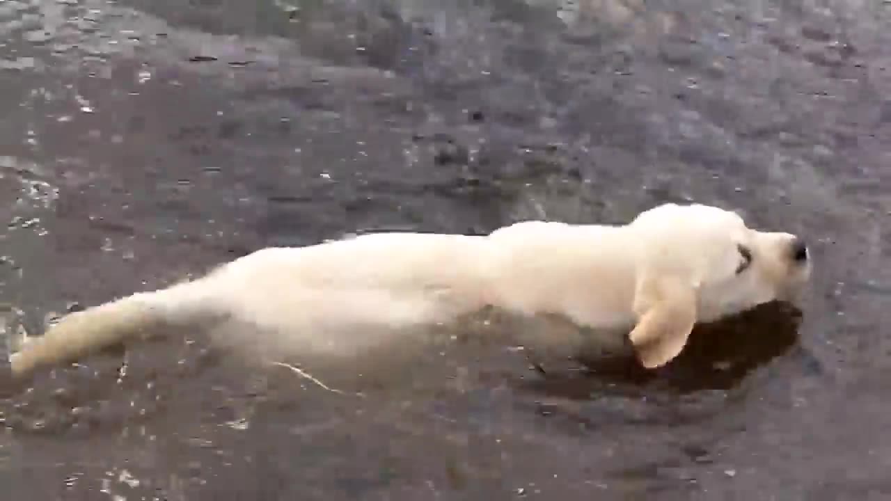 Labrador father teaches his puppies to swim