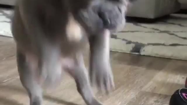 This French Bulldog hops like a rabbit