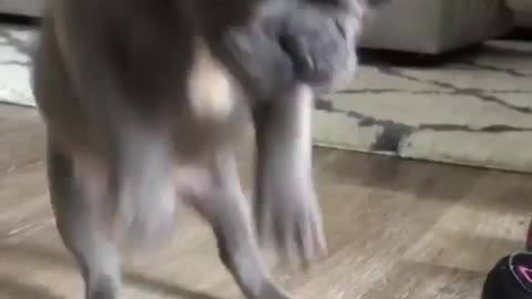 This French Bulldog hops like a rabbit