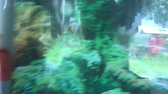 The two red fish swimming around in the aquarium were lovely