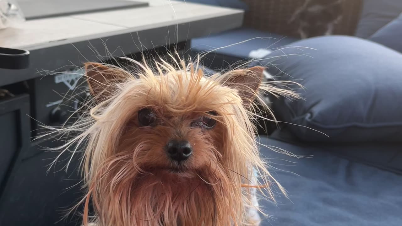 Photobombing Pup Steals the Spotlight