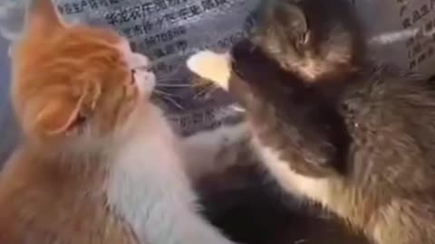 Viral cute fight