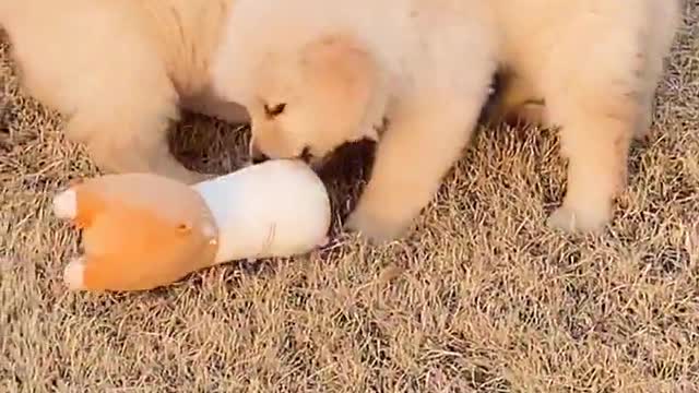 Golden retriever