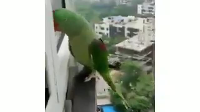 🦜 A forgotten parrot outside the house - knocks at the window and calls out "Mama."