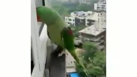 🦜 A forgotten parrot outside the house - knocks at the window and calls out "Mama."