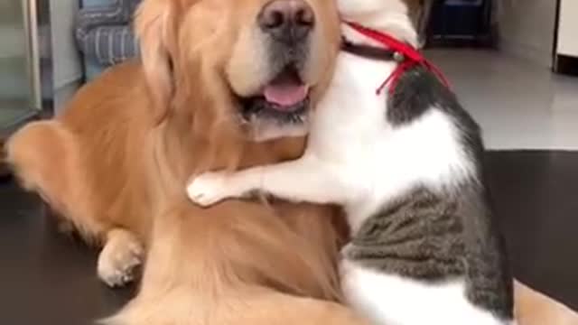 Dog hug with cat