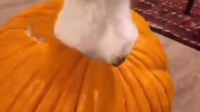 PUMPKIN CAT SCARTS HIS HUSBAND