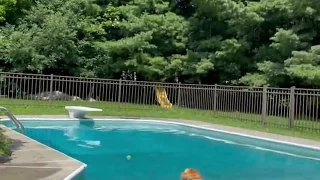 Funniest & Cutest Golden Retriever Puppies - 30 Minutes of Funny Puppy Videos 2021