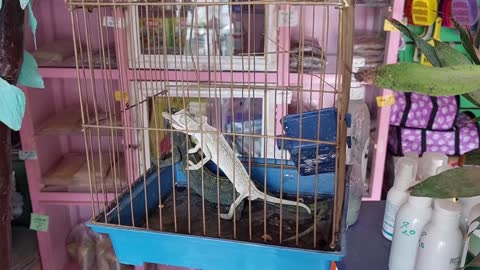 Realistic video of hunting prey