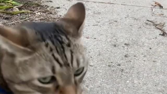 Cute and Funny Cat Videos Compilation - PART 59