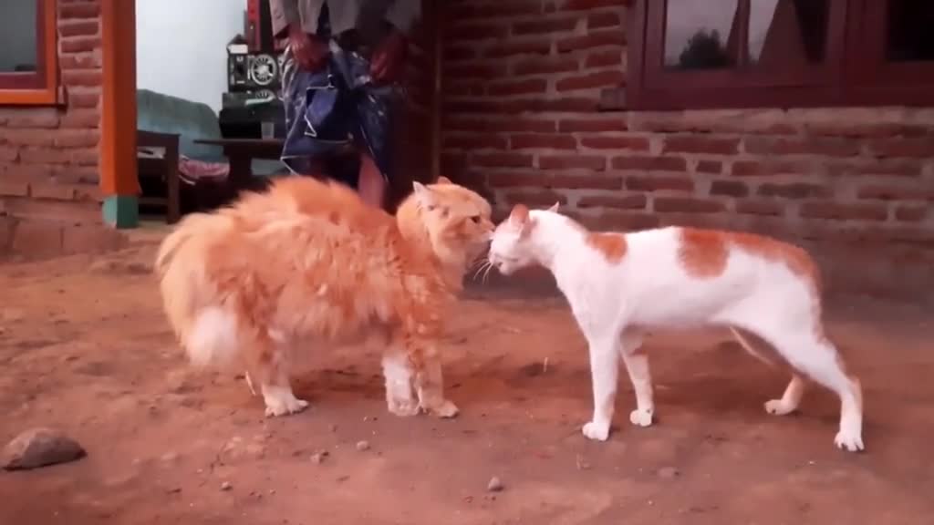 funny cat videos