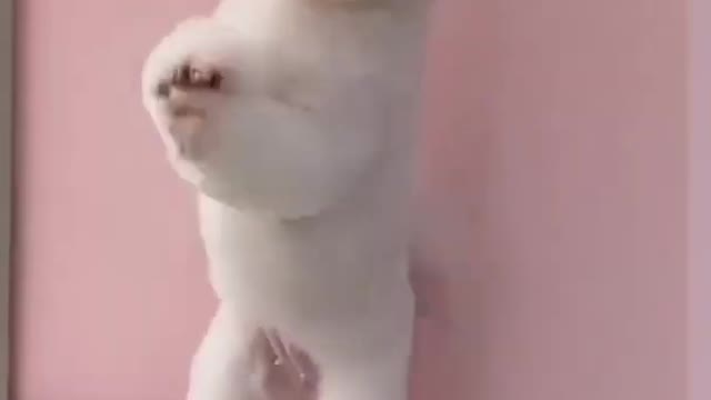 cute animals 🤩🤩 funny moment