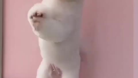 cute animals 🤩🤩 funny moment