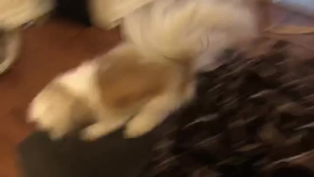 Pecan Nut the Shih Tzu loves her treats