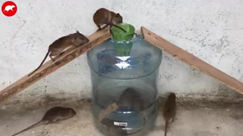 Amazing Rats trap