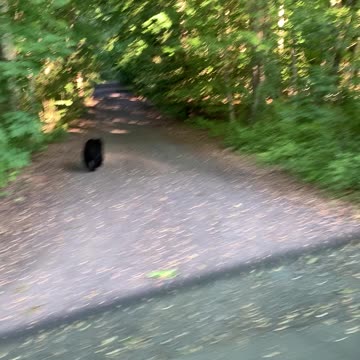 Bear Sighting