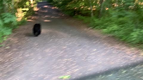 Bear Sighting