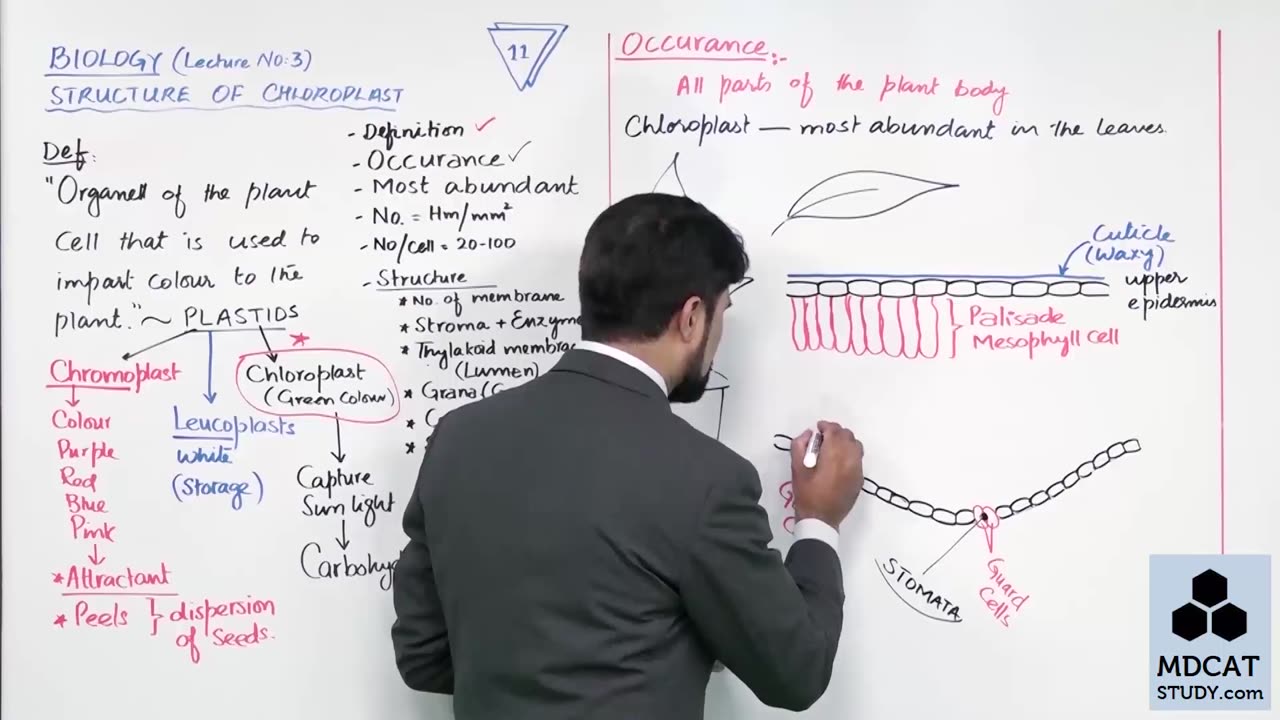 LEC#3 STRUCTURE OF CHLOROPLAST