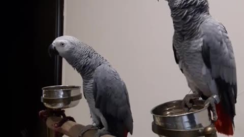 Rock the African grey parrot singing every night😉