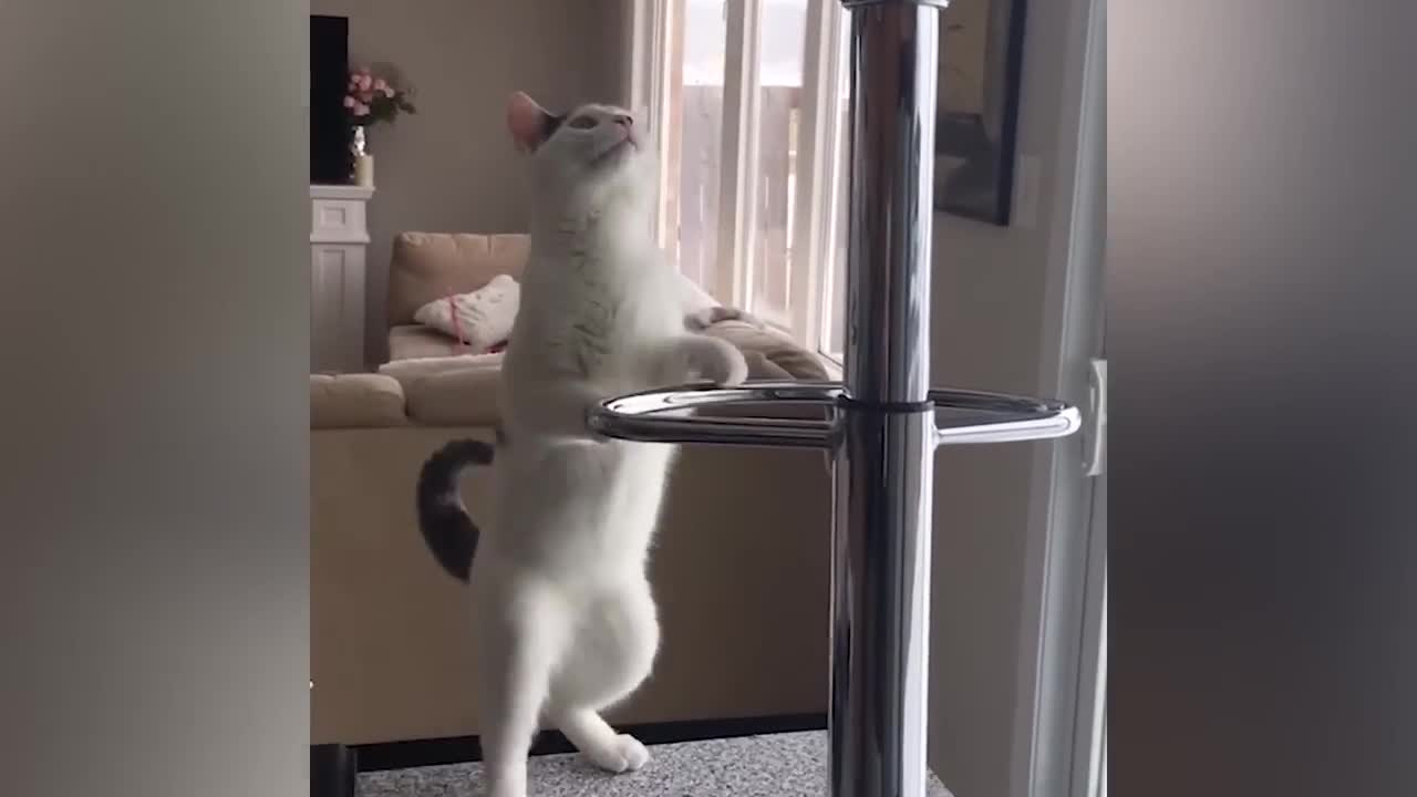 Funniest Cat Videos, 1 hour laughter